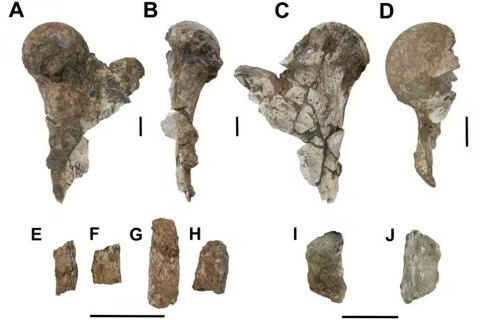 Fósseis de preguiça gigante são encontrados na zona rural de Parelhas/RN