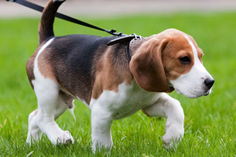 Projeto de lei em Pernambuco quer ampliar proteção para cadelas usadas na reprodução comercial