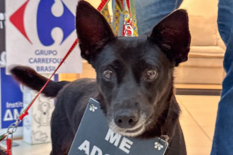 Carrefour Recife realiza campanha de adoção de pets neste sábado