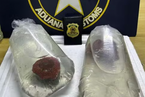 Receita Federal apreende cinco corais do Pacífico no aeroporto de Fortaleza
